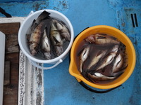 ３月はメバル釣り