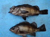 ３月はメバル釣り