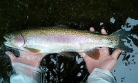 この魚・・・。 2008/10/03 21:10:36