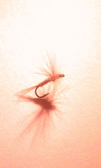 Today's Fly 9/29 '08 2008/09/29 00:49:48