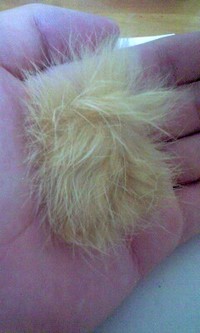 小動物ルアー!？ 2008/12/20 20:02:13