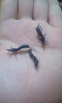 発見 2008/09/22 18:31:25