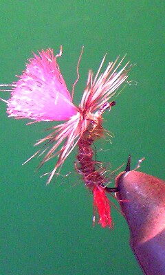 昨日のFLY