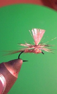 昨日のFLY 2008/09/22 06:54:31