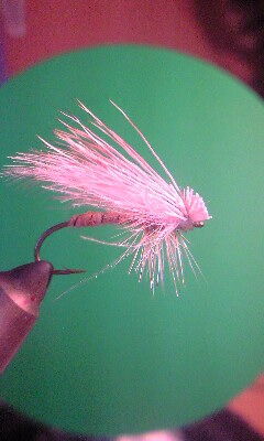 昨日のFLY