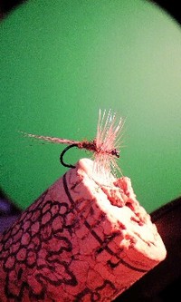 初巻き 2009/01/19 22:02:08