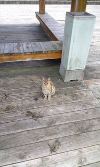 ほのぼのフィッシング 2009/06/02 00:06:51