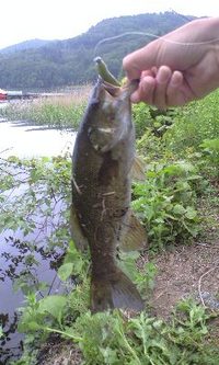 野尻湖 2009/06/08 06:56:24