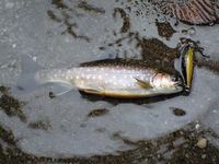 山と雨とウグイ 2009/09/07 21:43:46