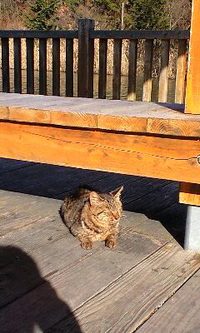 ねこ 2009/12/03 01:07:31