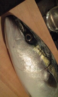 イナダ 2010/01/21 18:47:17