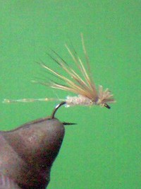 タイイング開始 2010/01/29 18:54:04