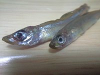 超高級魚 2010/02/21 17:22:28