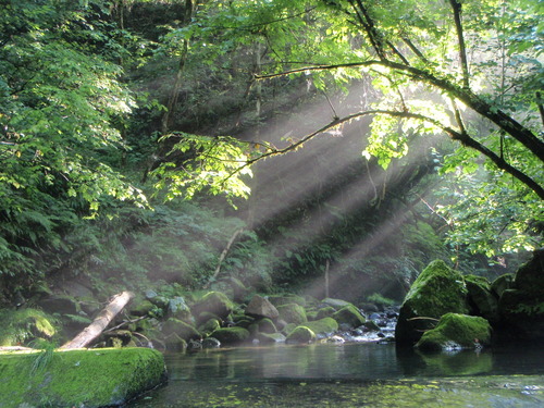 ７月２２日　八東川支流新規開拓　夏アマゴ！　夏イワナ！！