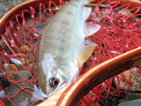 ７月２２日　八東川支流新規開拓　夏アマゴ！　夏イワナ！！ 2012/07/29 07:00:00
