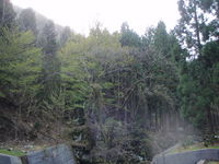 八東川支流探索　爆釣のはずが・・・・ 2011/05/12 15:00:00