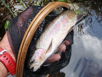 １０月の釣り　湯原温泉でフライフィッシング 2009/10/20 15:07:58