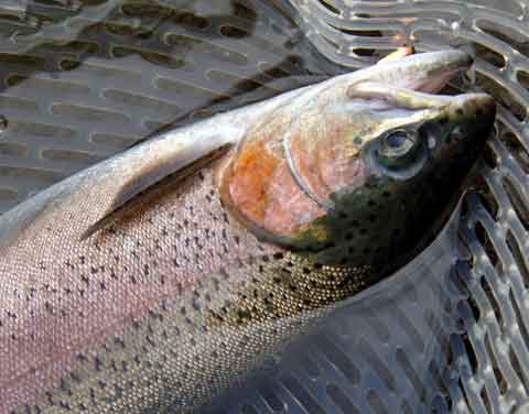 2009-09-26　山梨県/FISH-ON! 鹿留