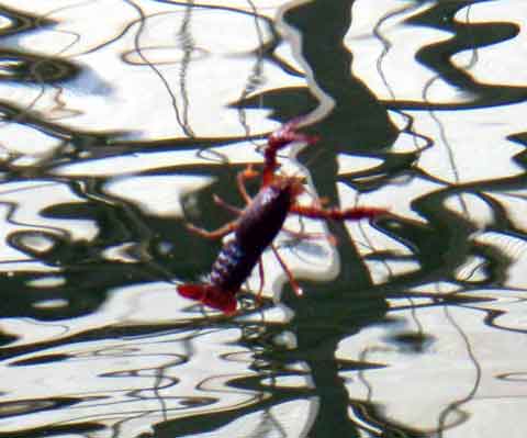 2009-10-12　千葉県/座間養魚場