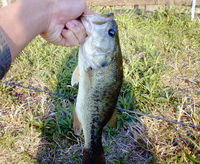 久々にN池で 2007/04/29 21:58:01