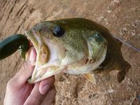 釣りたのし～わ～ 2008/08/20 23:17:02