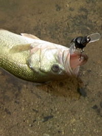 ナノなのだ〜(笑) 2008/07/25 02:20:32