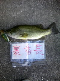 釣果報告 2008/08/01 08:45:53