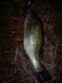 釣果報告 2008/09/09 07:09:26
