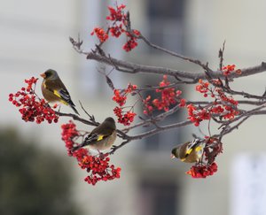 青春１８切符の旅（上諏訪～大阪）