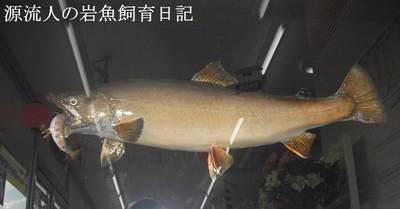 源流人山猿の岩魚飼育日記:落ち武者