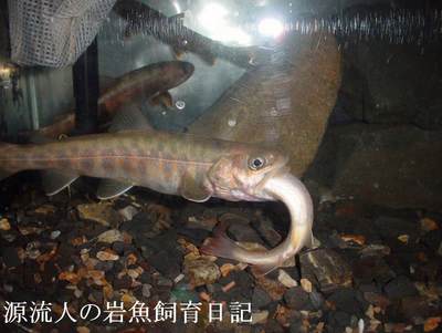 源流人山猿の岩魚飼育日記 第４回 飼育の歴史 後編