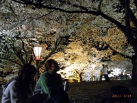 夜桜見物♪