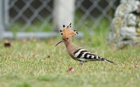 3月後半～4月前半の渡り