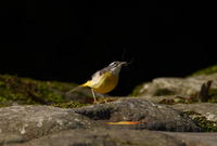 最近の鳥見から繁殖期の鳥たち