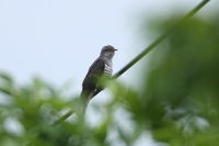 最近の鳥見から繁殖期の鳥たち