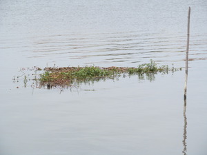 雷魚はお留守