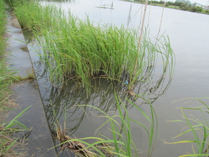 雷魚はお留守