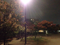 近所の紅葉 2014/10/26 18:31:05