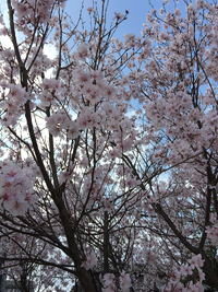 近所の桜 2015/03/29 08:49:14