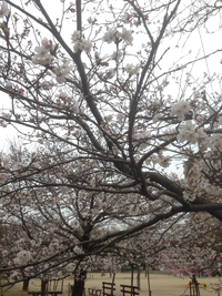 近所の桜2 2014/03/29 15:40:00