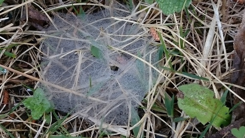 安曇野ガサ日記 蜘蛛の巣と朝露