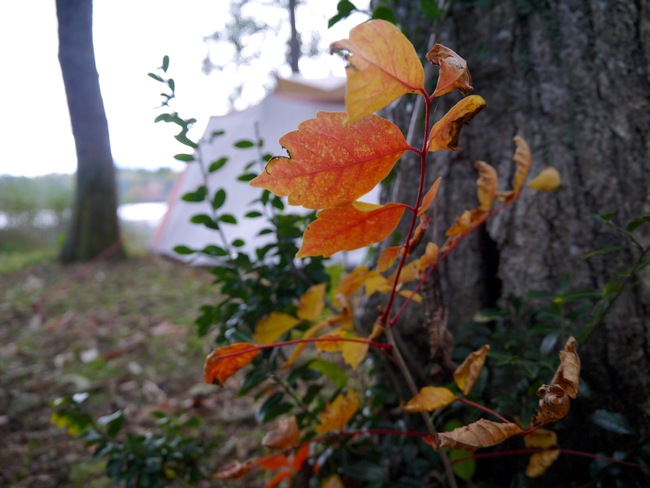 国内随一と呼ばれる裏磐梯の紅葉を愛でる秋キャンプ