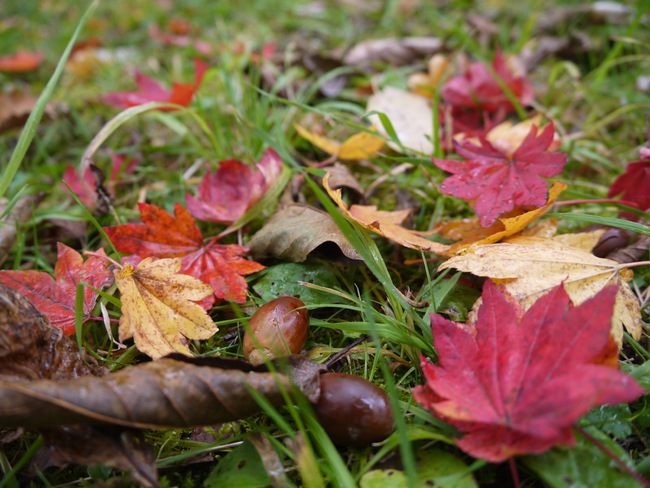 国内随一と呼ばれる裏磐梯の紅葉を愛でる秋キャンプ