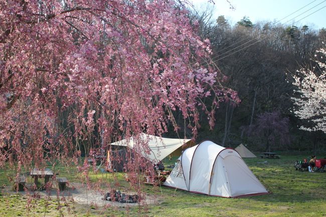 満開の桜をGET！至上最高の花見キャンプその1