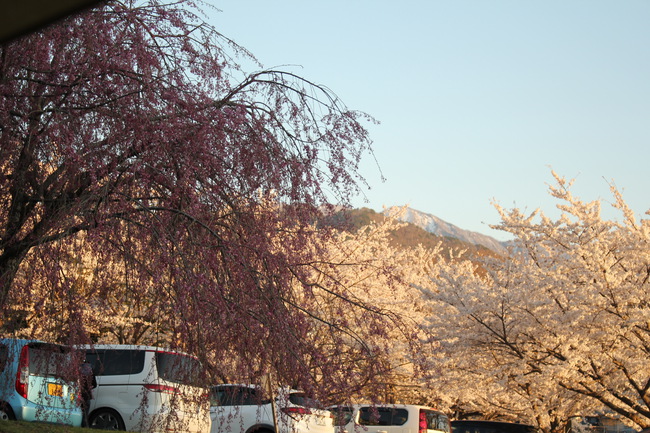 満開の桜をGET！至上最高の花見キャンプその1