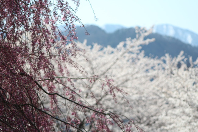 満開の桜をGET！その2 東北キャンパーで本当によかった！