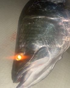 アカメ