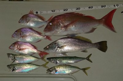 高知沖