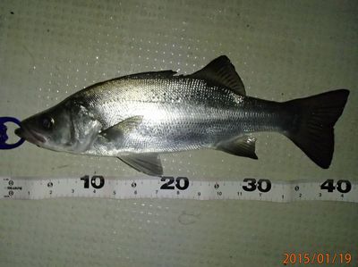 アジ　　サバ　　シーバス　　タチウオ