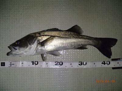 アジ　　サバ　　シーバス　　タチウオ